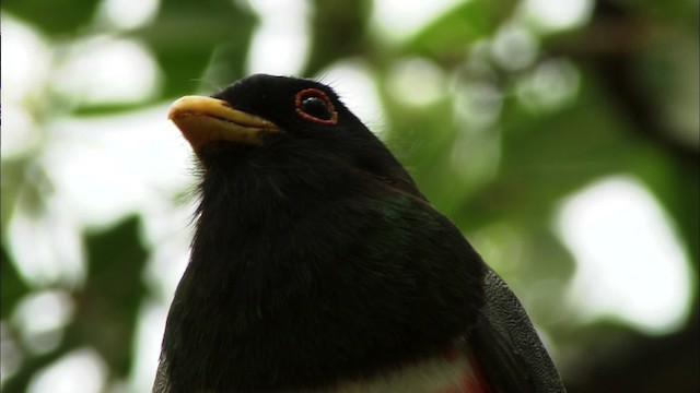 Trogon élégant (groupe ambiguus) - ML464952