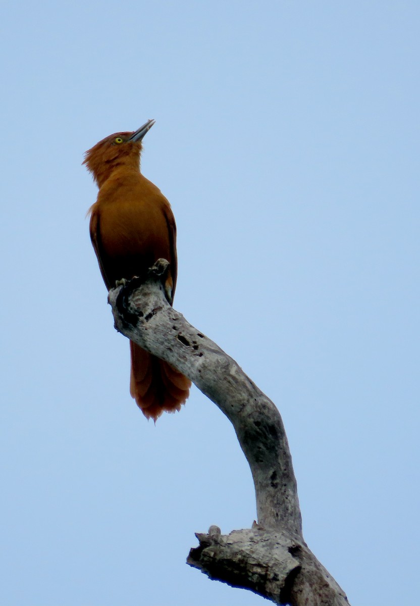 Rufous Cacholote - ML464952111