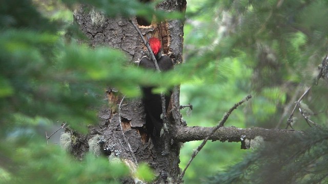 Pileated Woodpecker - ML464952161