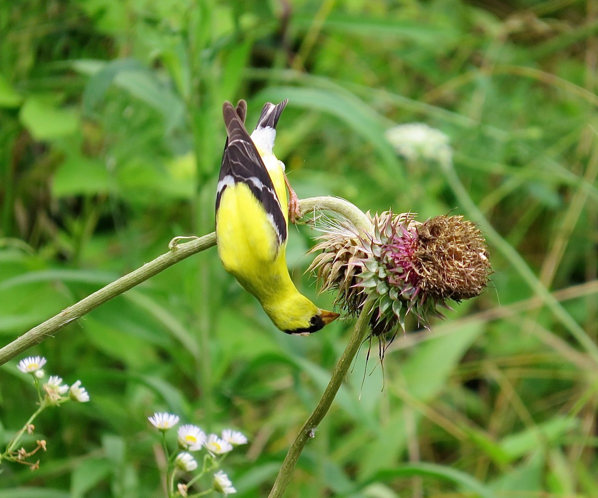 American Goldfinch - ML464952211