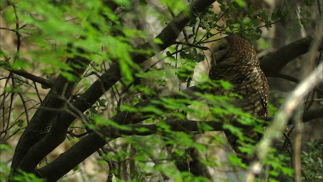 Spotted Owl (Mexican) - ML464954