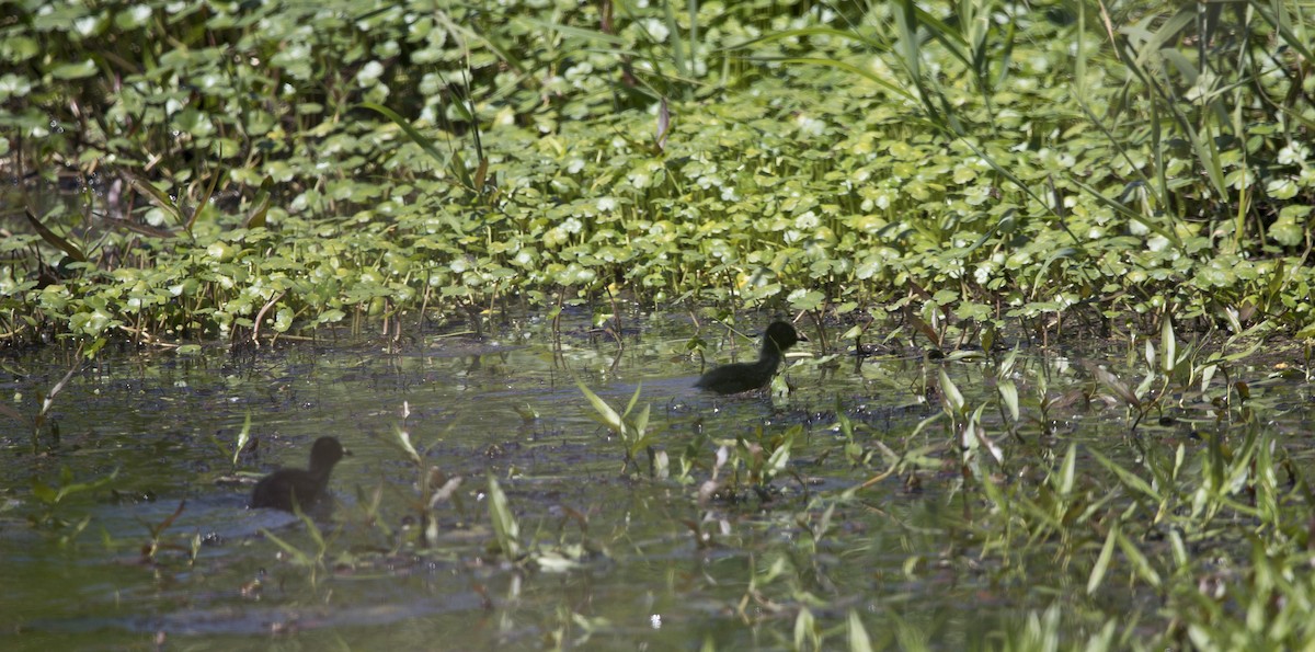 Virginia Rail - Brent Angelo