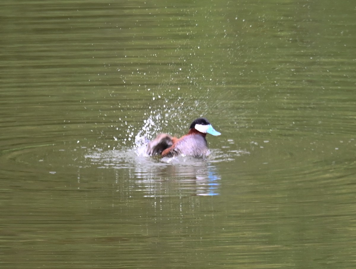 Ruddy Duck - ML464954591