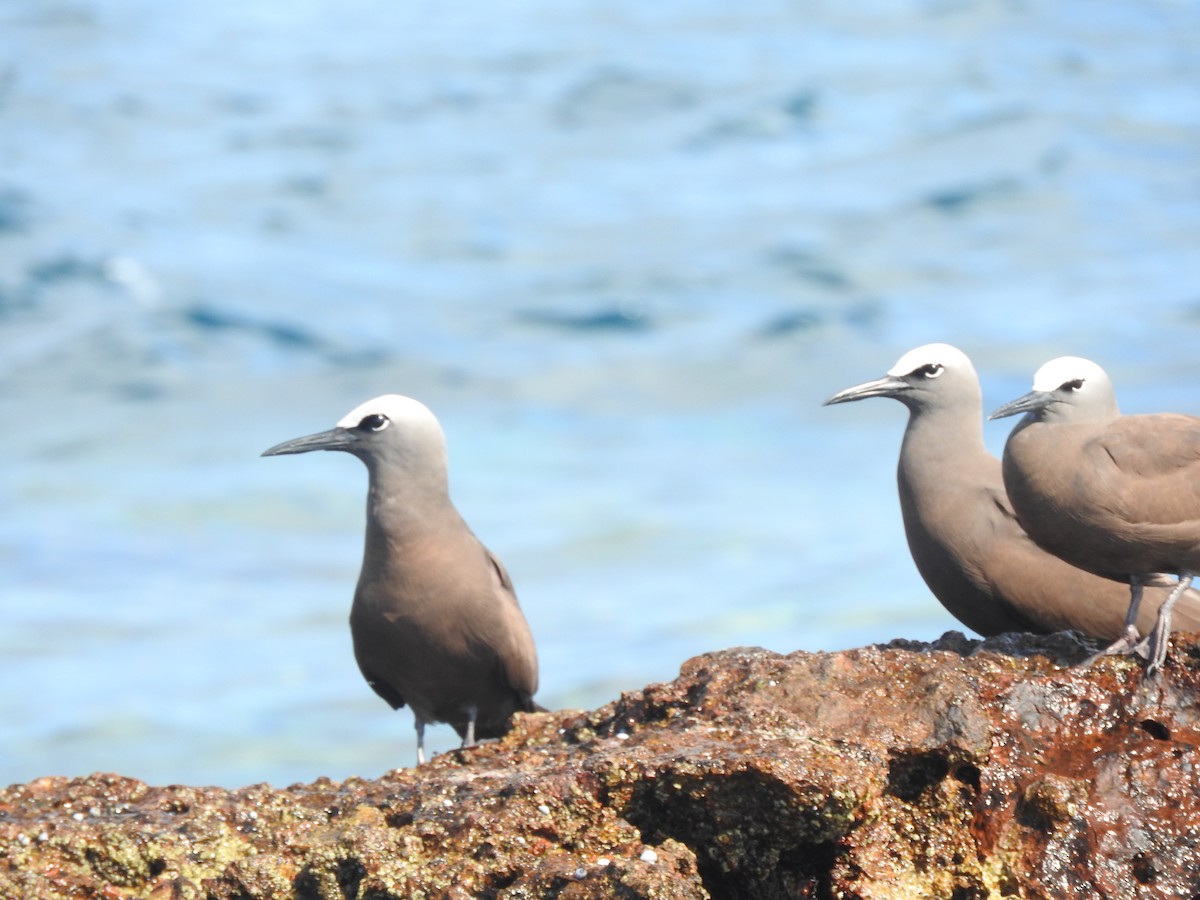 Brown Noddy - ML464955071