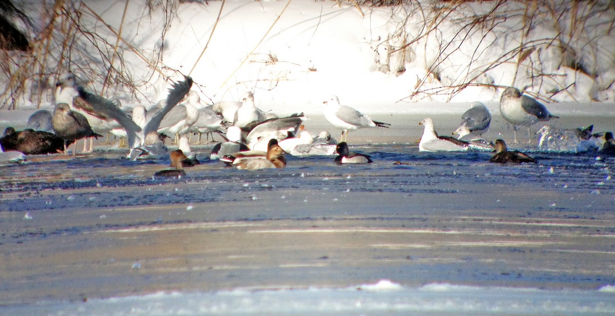 Canvasback - ML46495511