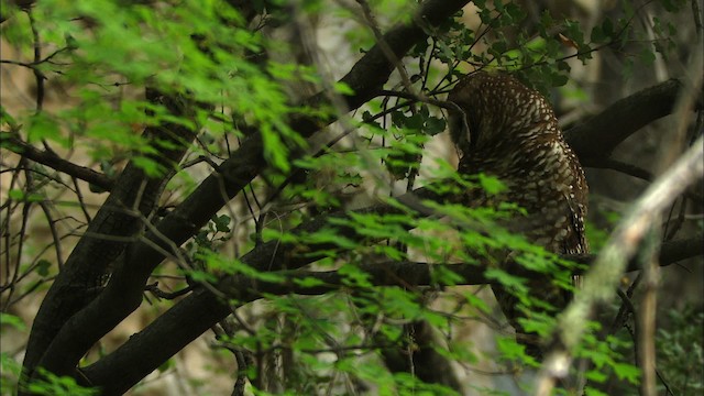 puštík západní (ssp. lucida) - ML464956