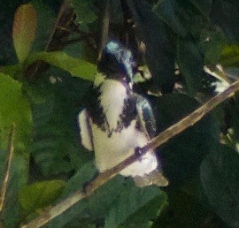 Amazon Kingfisher - Asher Perla