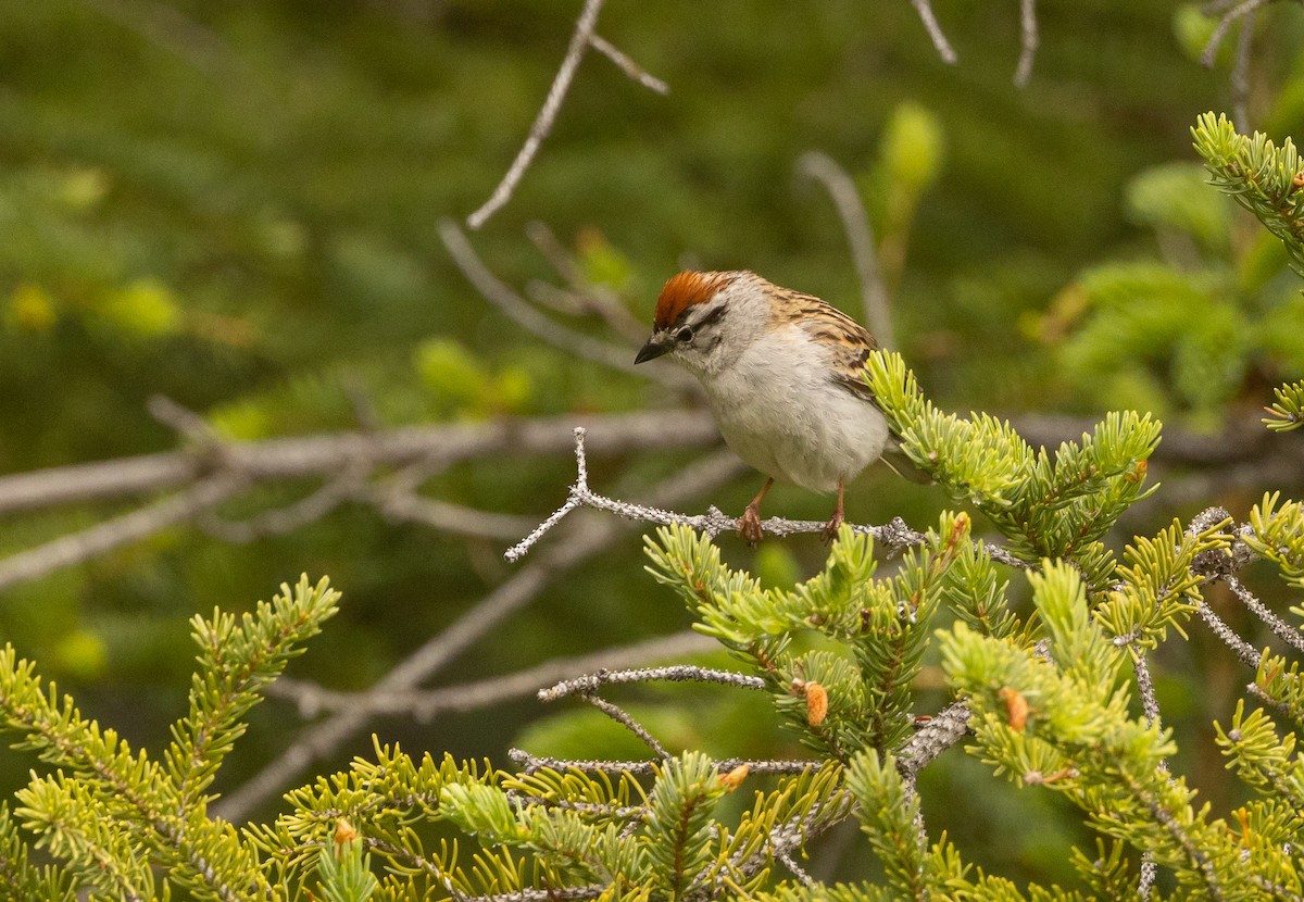 Chipping Sparrow - ML464959691