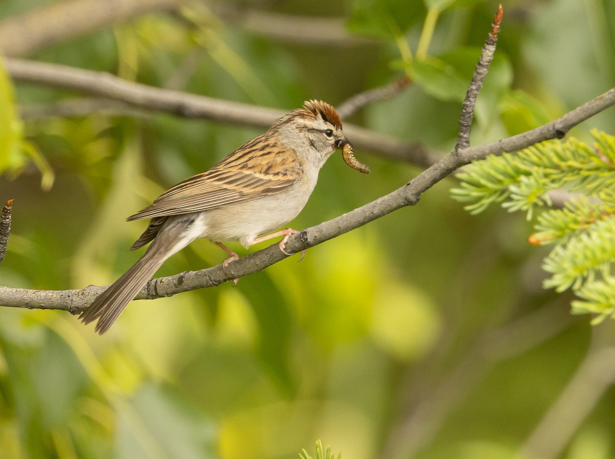 Chipping Sparrow - ML464959741