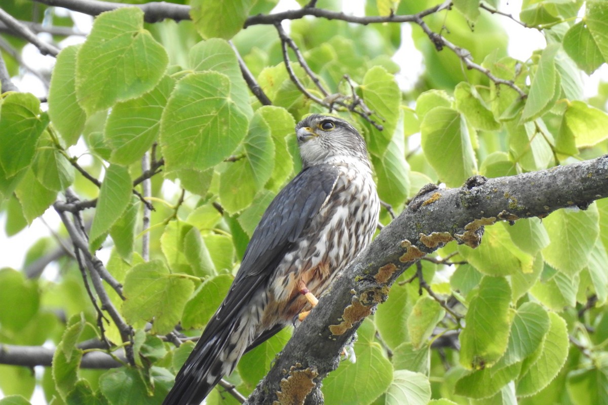 Merlin - Dan Belter