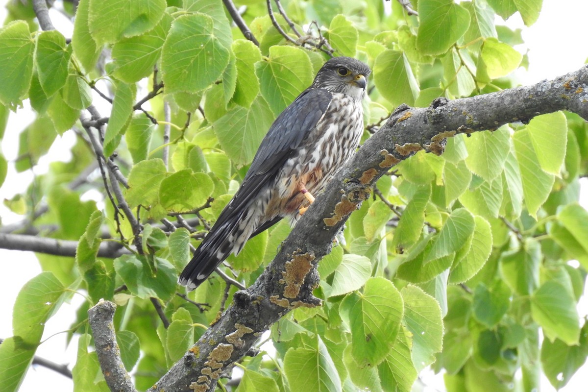 Merlin - Dan Belter