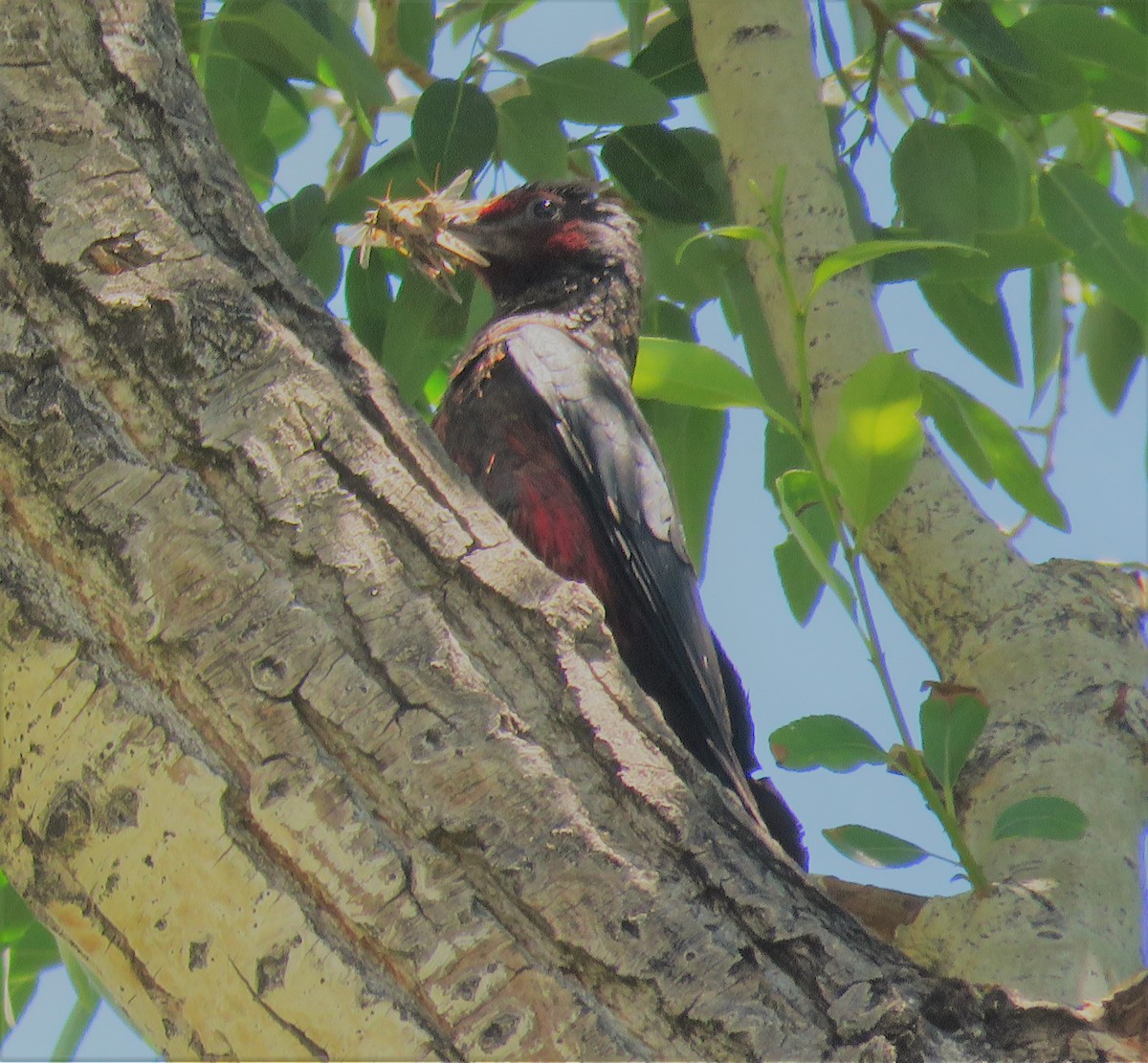 Lewis's Woodpecker - ML464962381