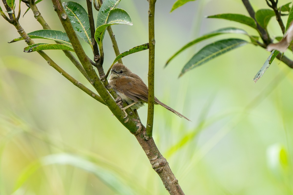 Pale-breasted Spinetail - ML464962521