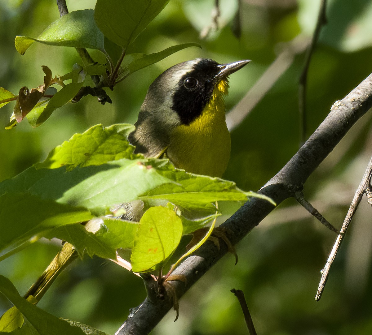 Common Yellowthroat - ML464963311