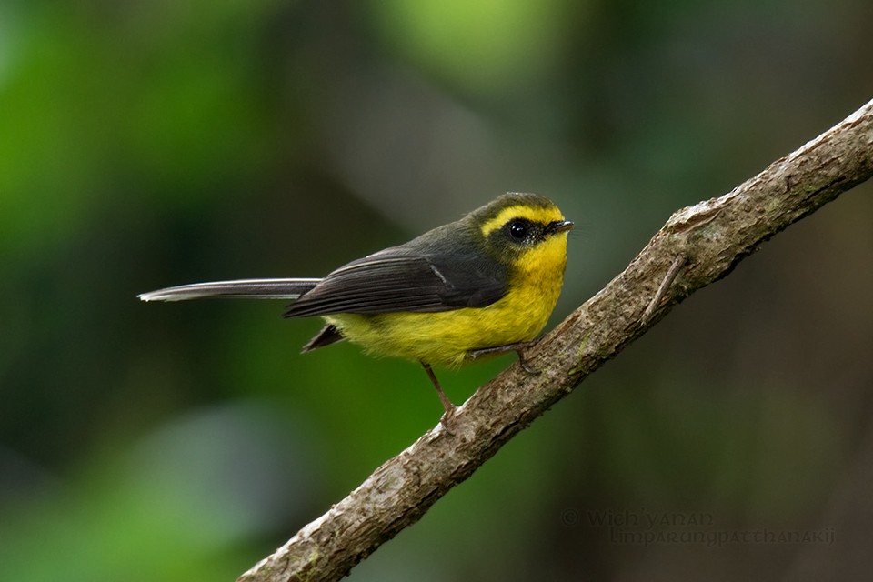 Yellow-bellied Fairy-Fantail - ML46496381