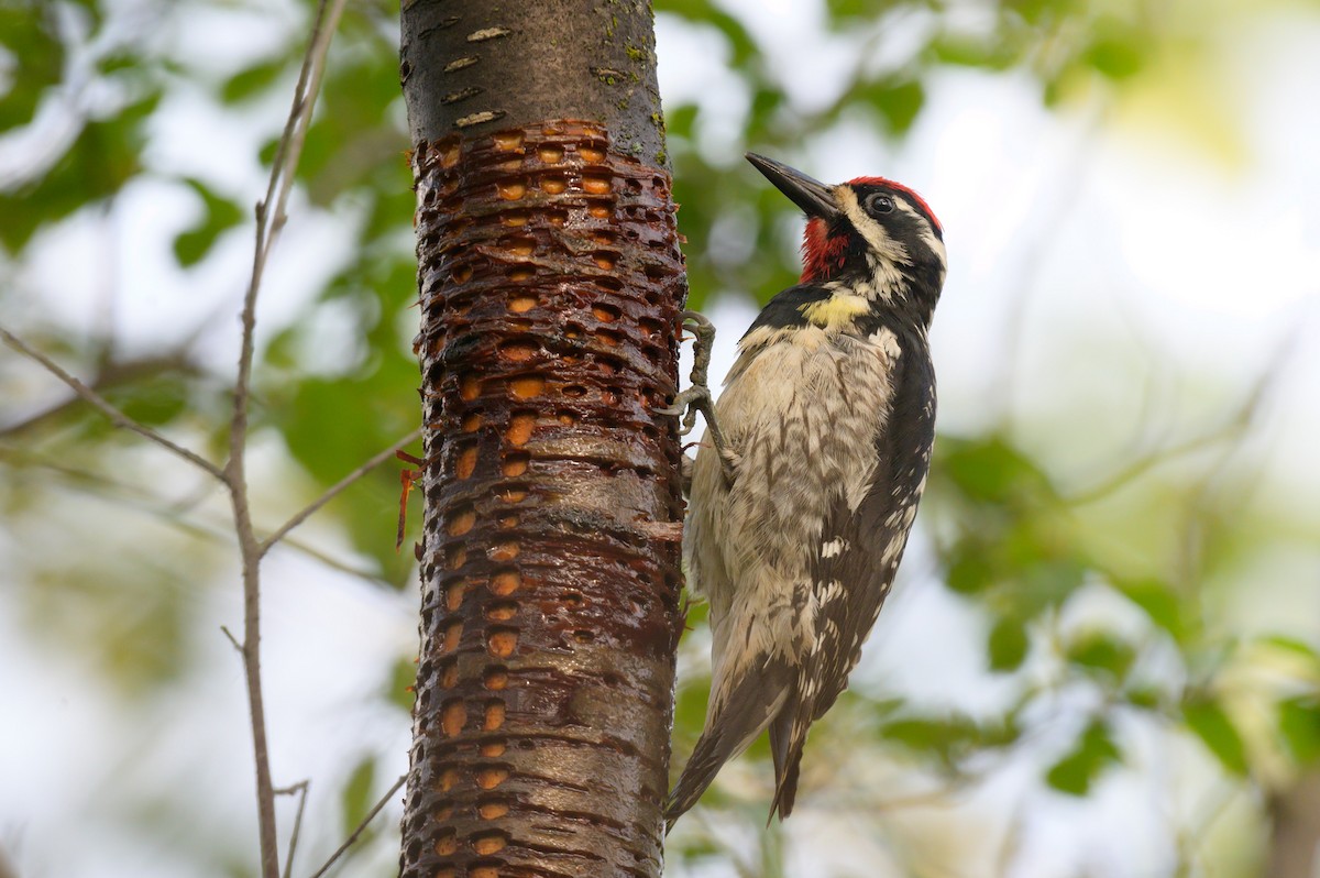 Yellow-bellied Sapsucker - Cameron Hunter