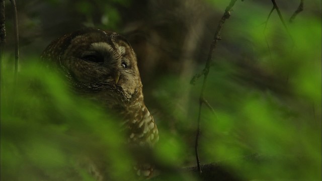 puštík západní (ssp. lucida) - ML464964