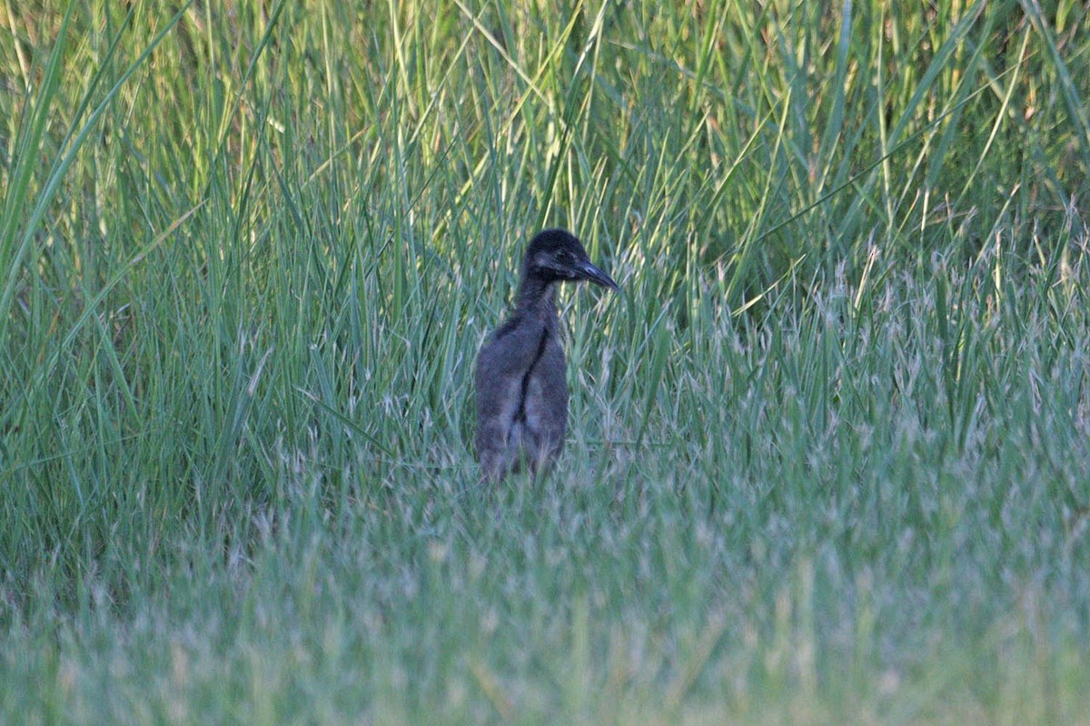 Clapper Rail - ML464964301