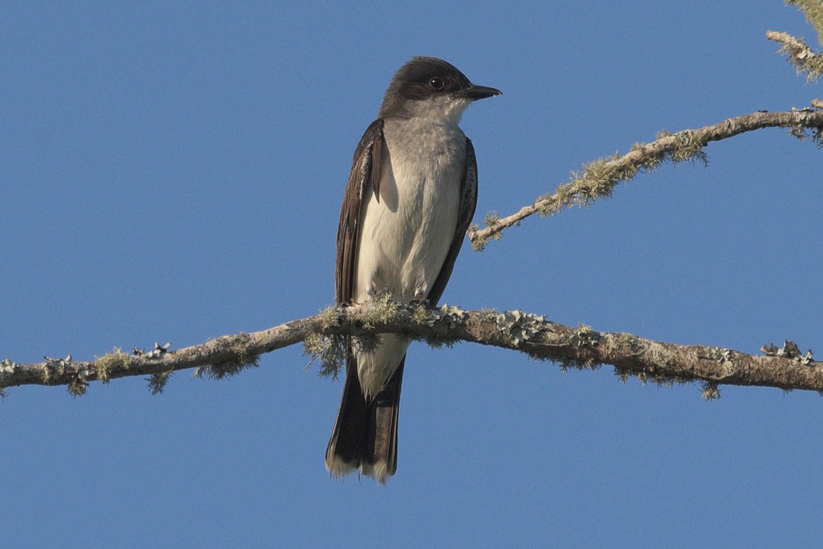 Eastern Kingbird - ML464964371