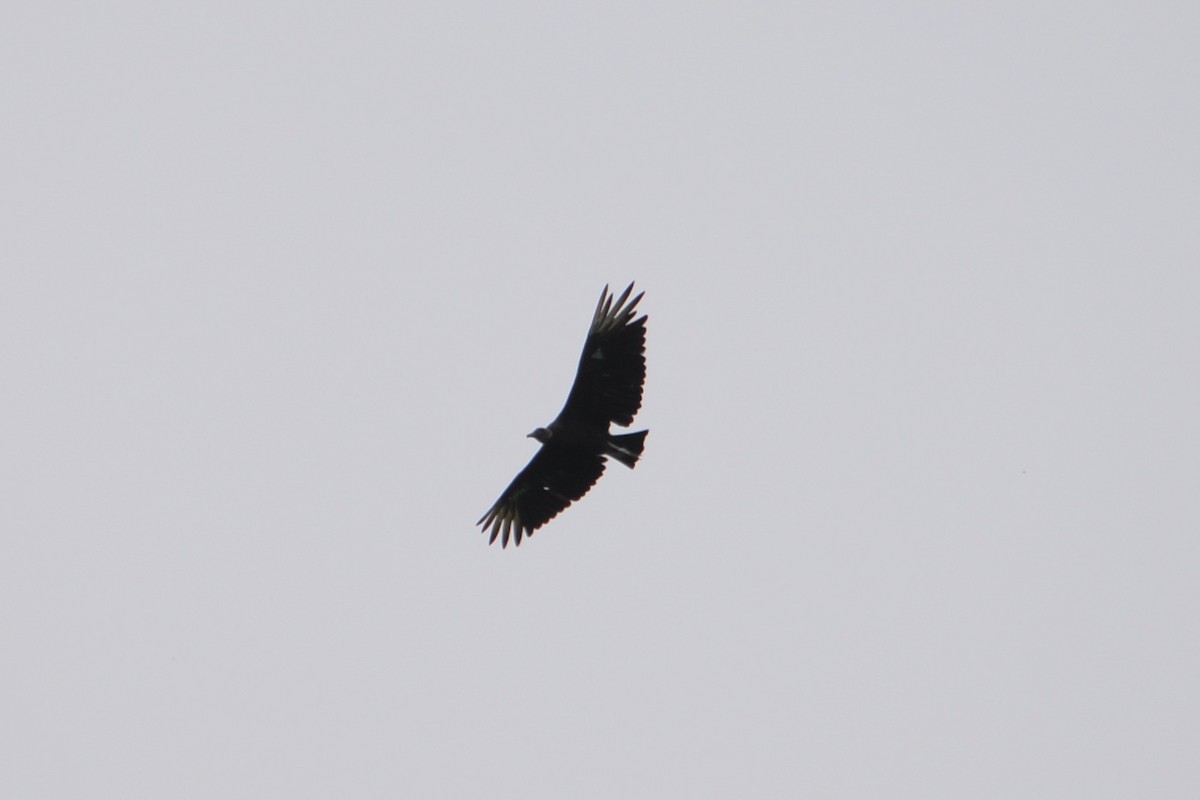 Black Vulture - ML464964451