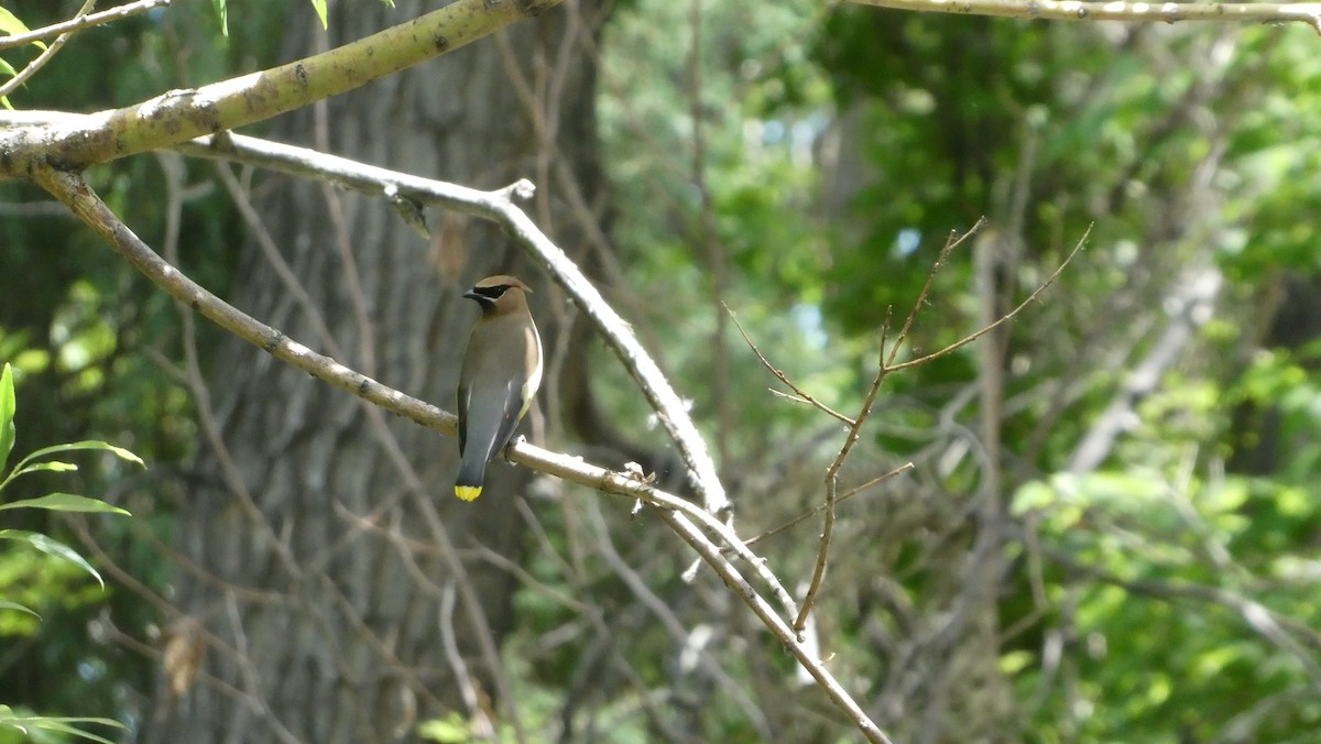 Cedar Waxwing - ML464964591