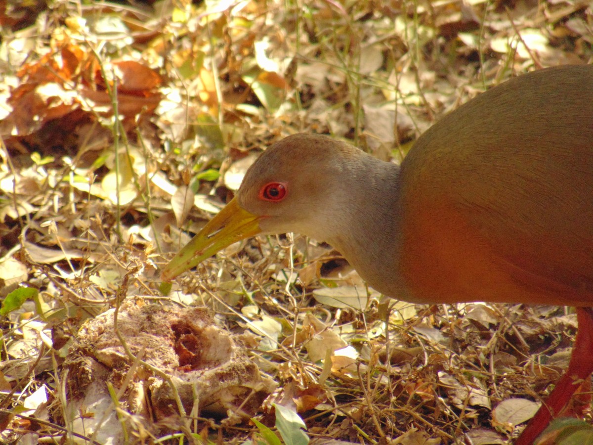 Gray-cowled Wood-Rail - ML464964701