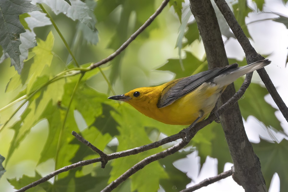 Prothonotary Warbler - ML464965931