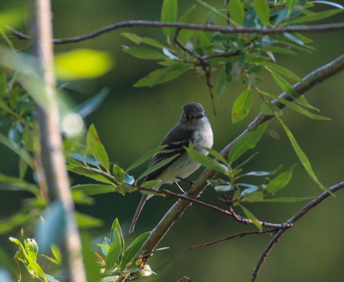 Least Flycatcher - Paul Leonard