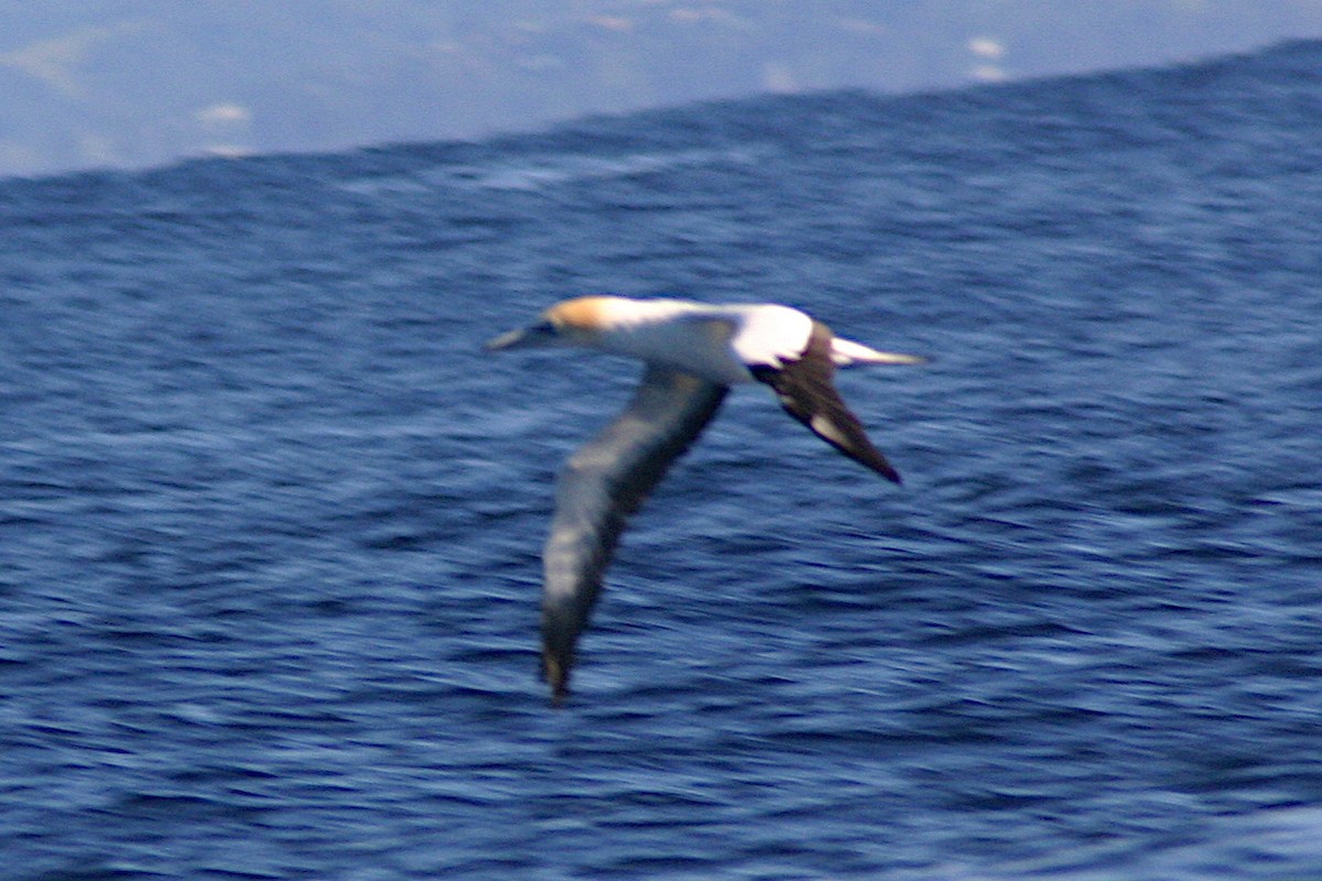 Australasian Gannet - ML464966081