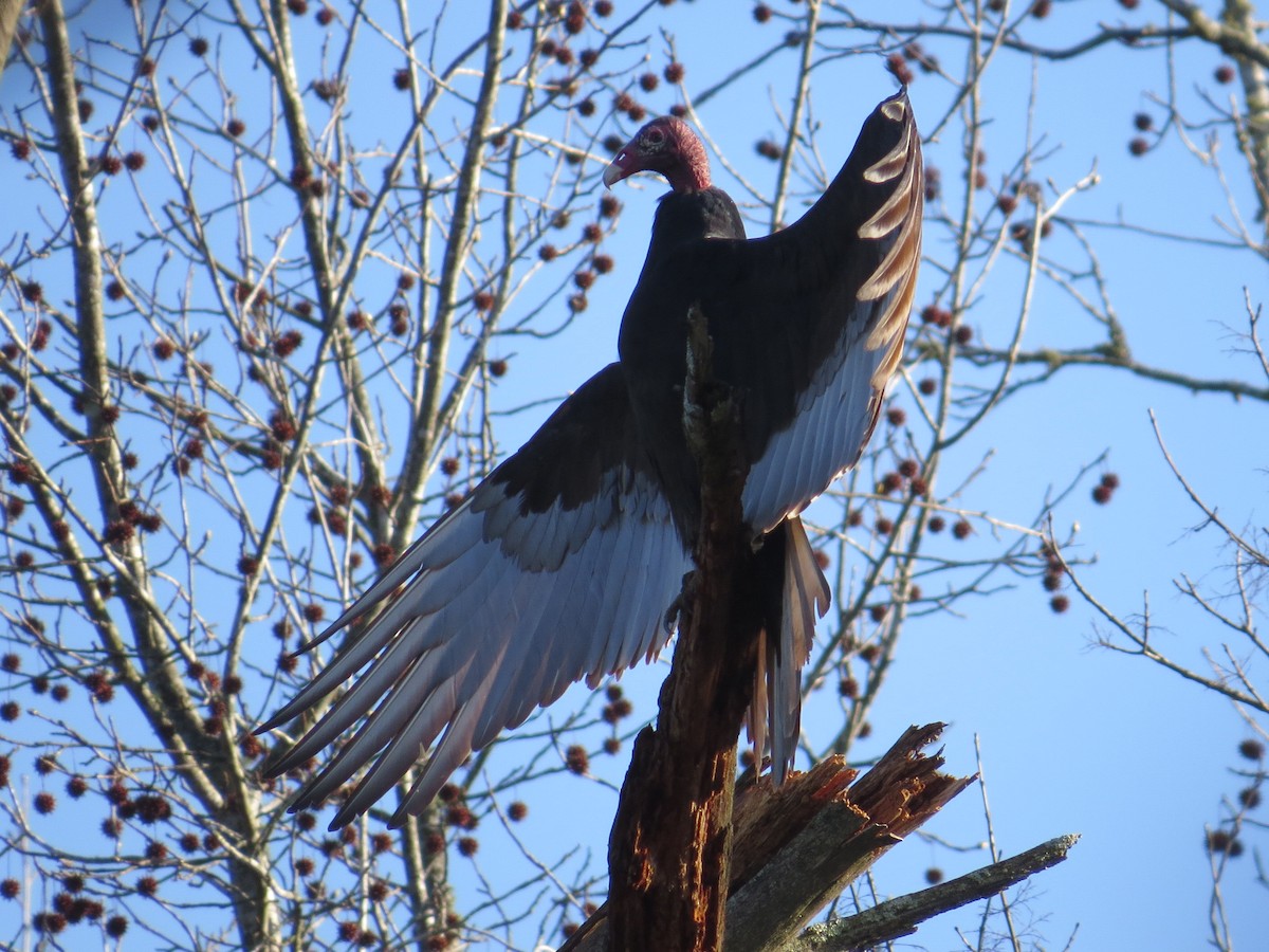 Turkey Vulture - ML464966141