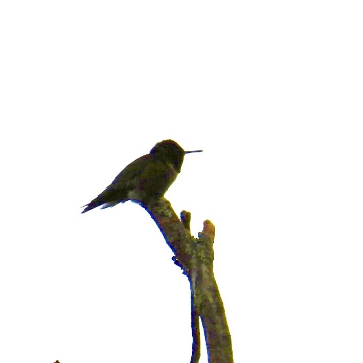 Ruby-throated Hummingbird - ML464966331