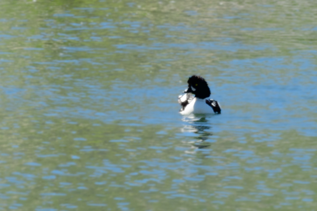 Barrow's Goldeneye - ML464966541