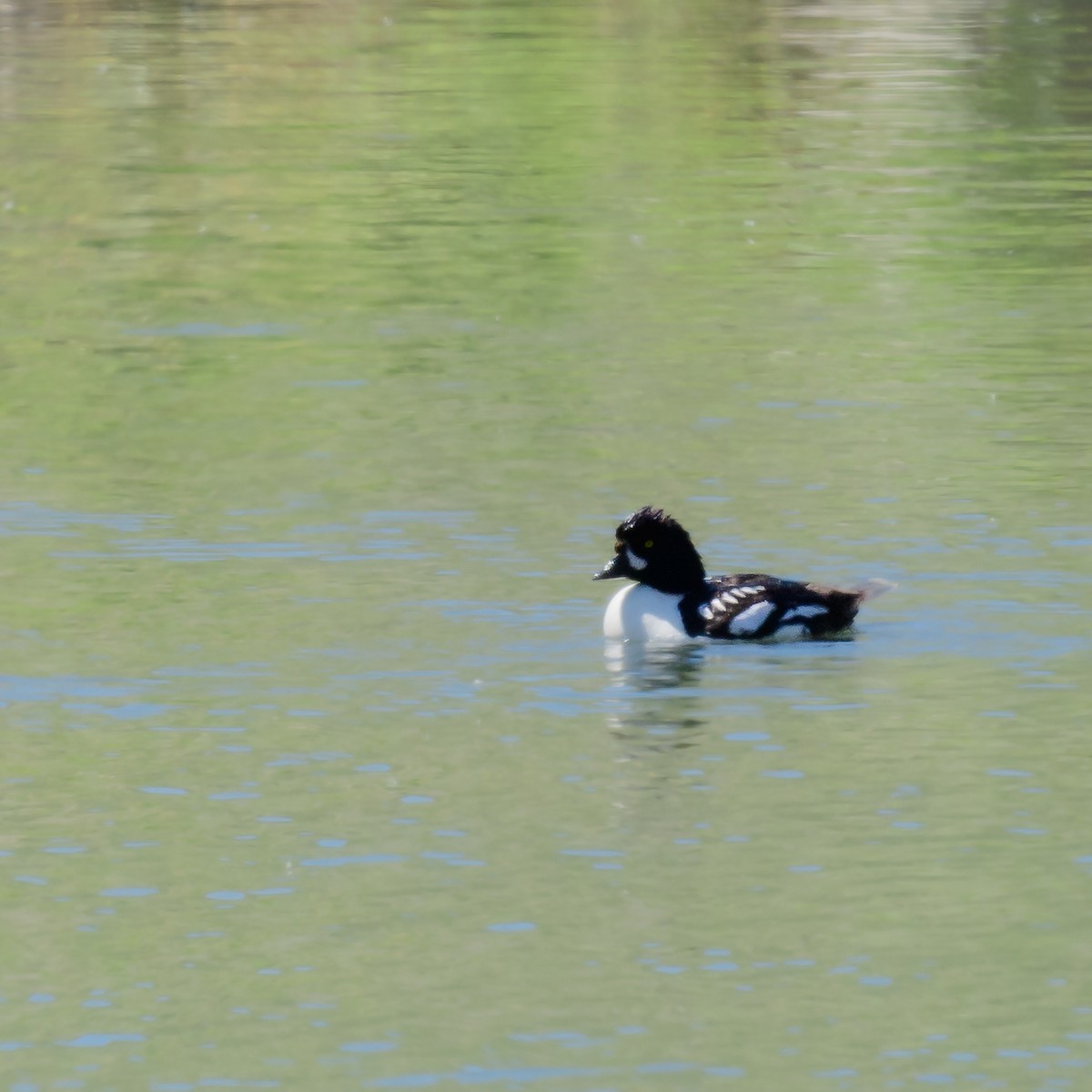 Barrow's Goldeneye - ML464966551