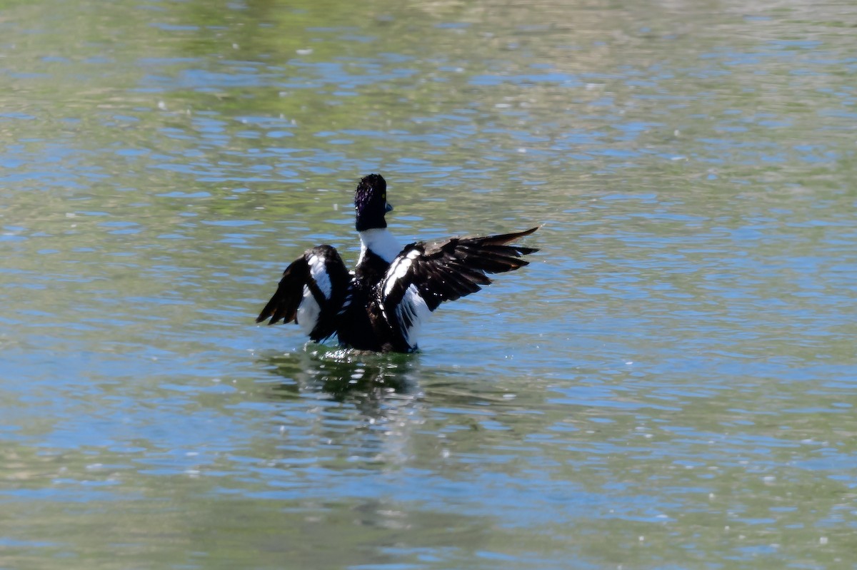 Barrow's Goldeneye - ML464966601