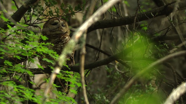 Spotted Owl (Mexican) - ML464968