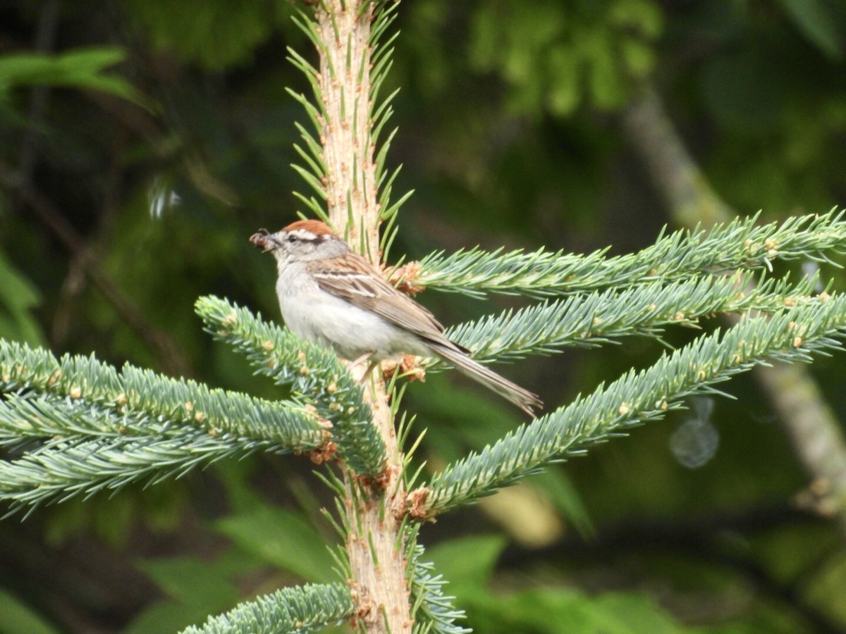 Chipping Sparrow - Deb Diane