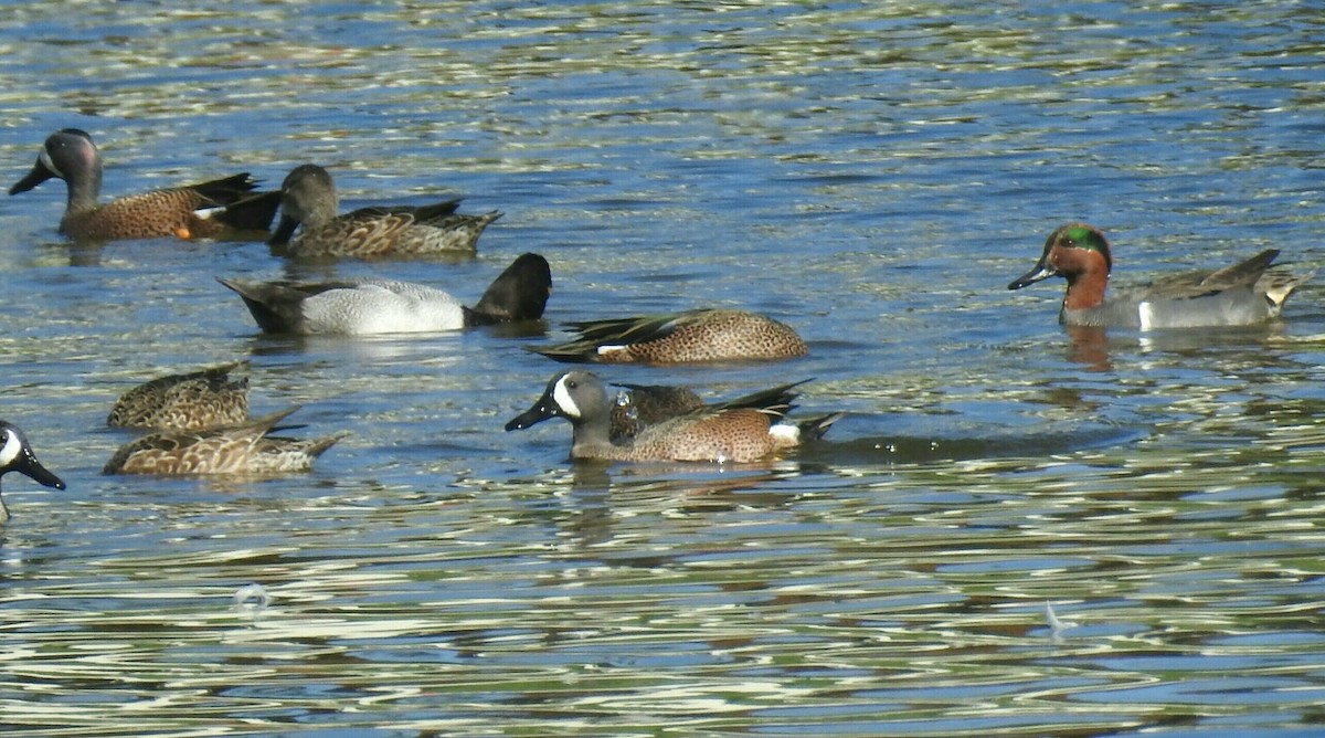 Blue-winged Teal - deborah grimes