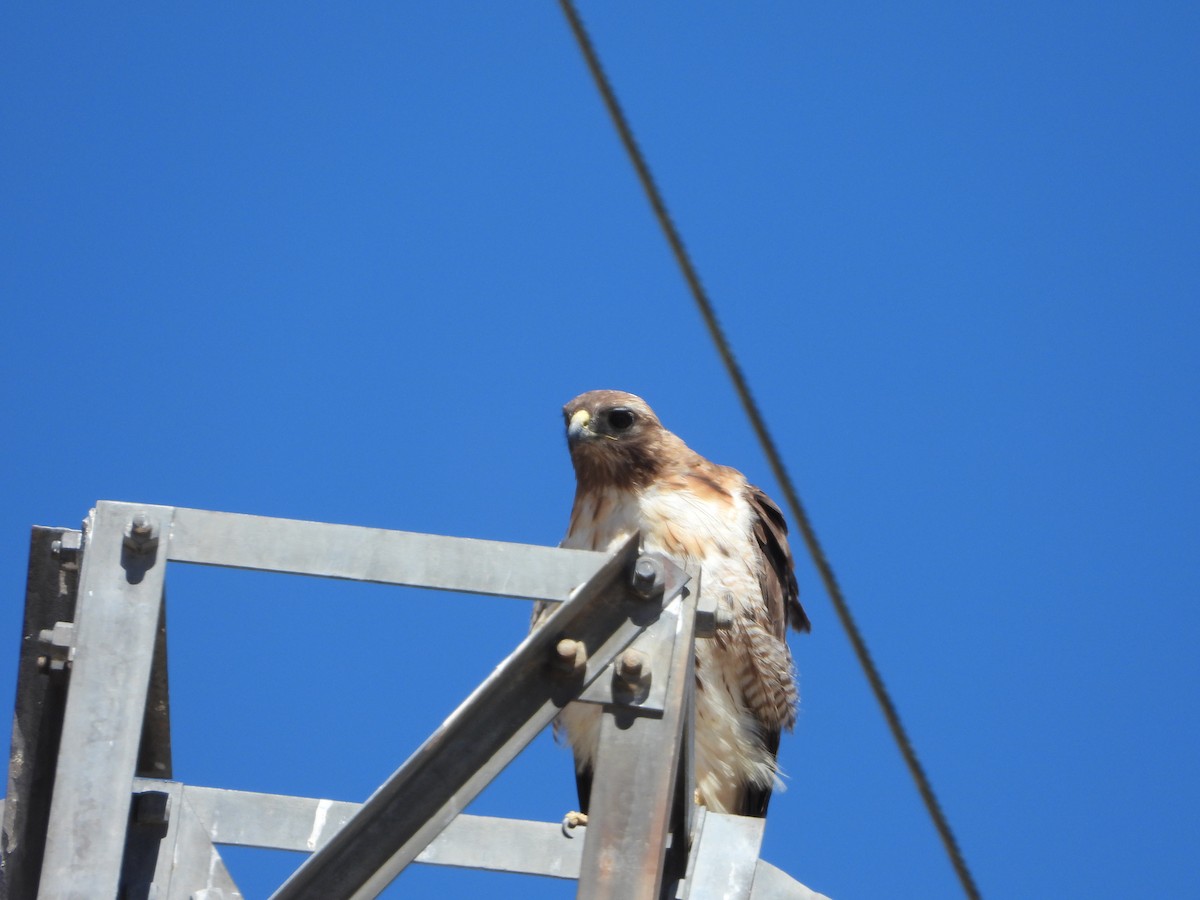 Rotschwanzbussard - ML464969421