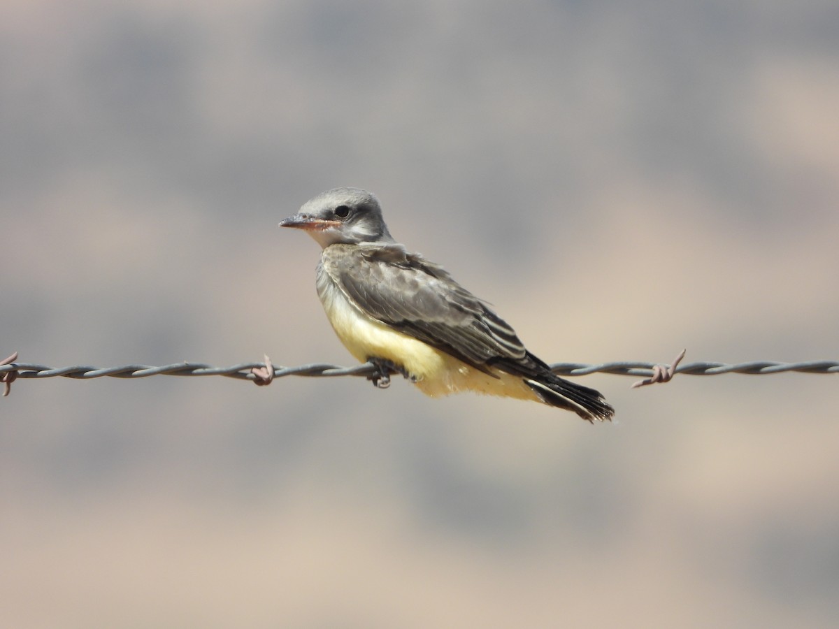 Western Kingbird - ML464969491