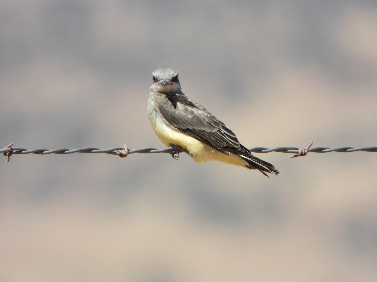 Western Kingbird - ML464969561