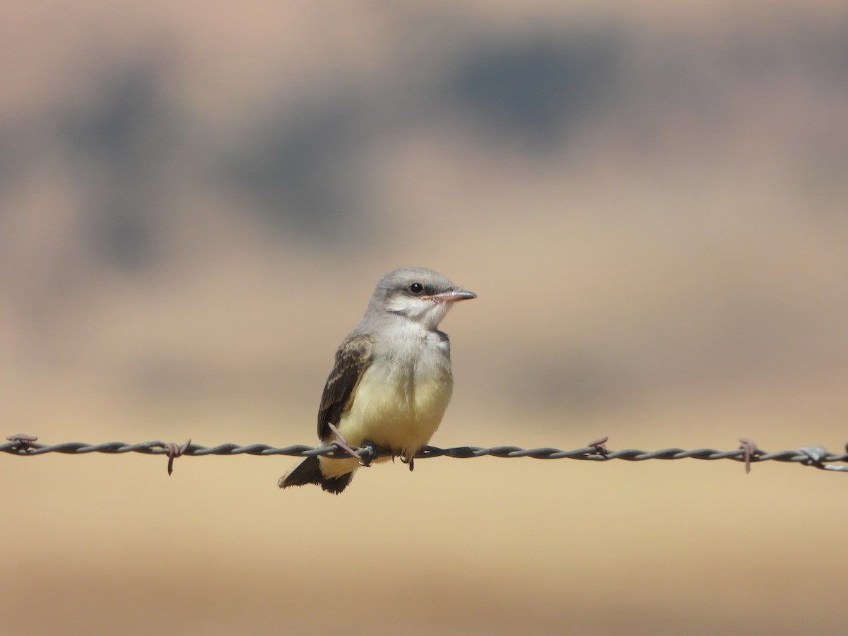 Western Kingbird - ML464969581