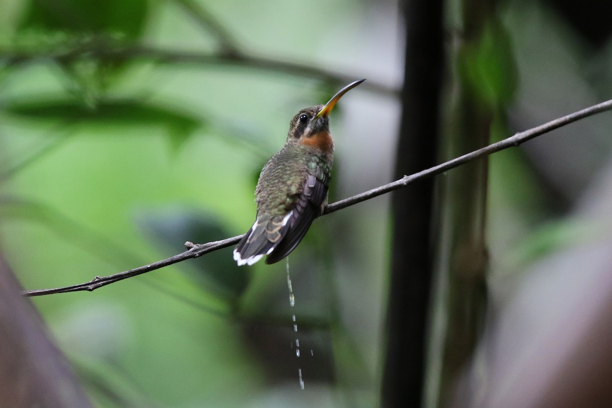 Band-tailed Barbthroat - Don Brode