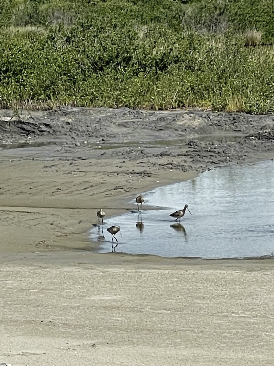 Marbled Godwit - ML464970021