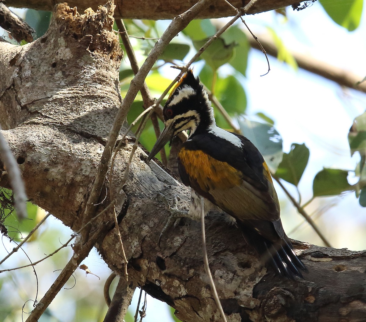 White-naped Woodpecker - Rajinikanth Kasthuri