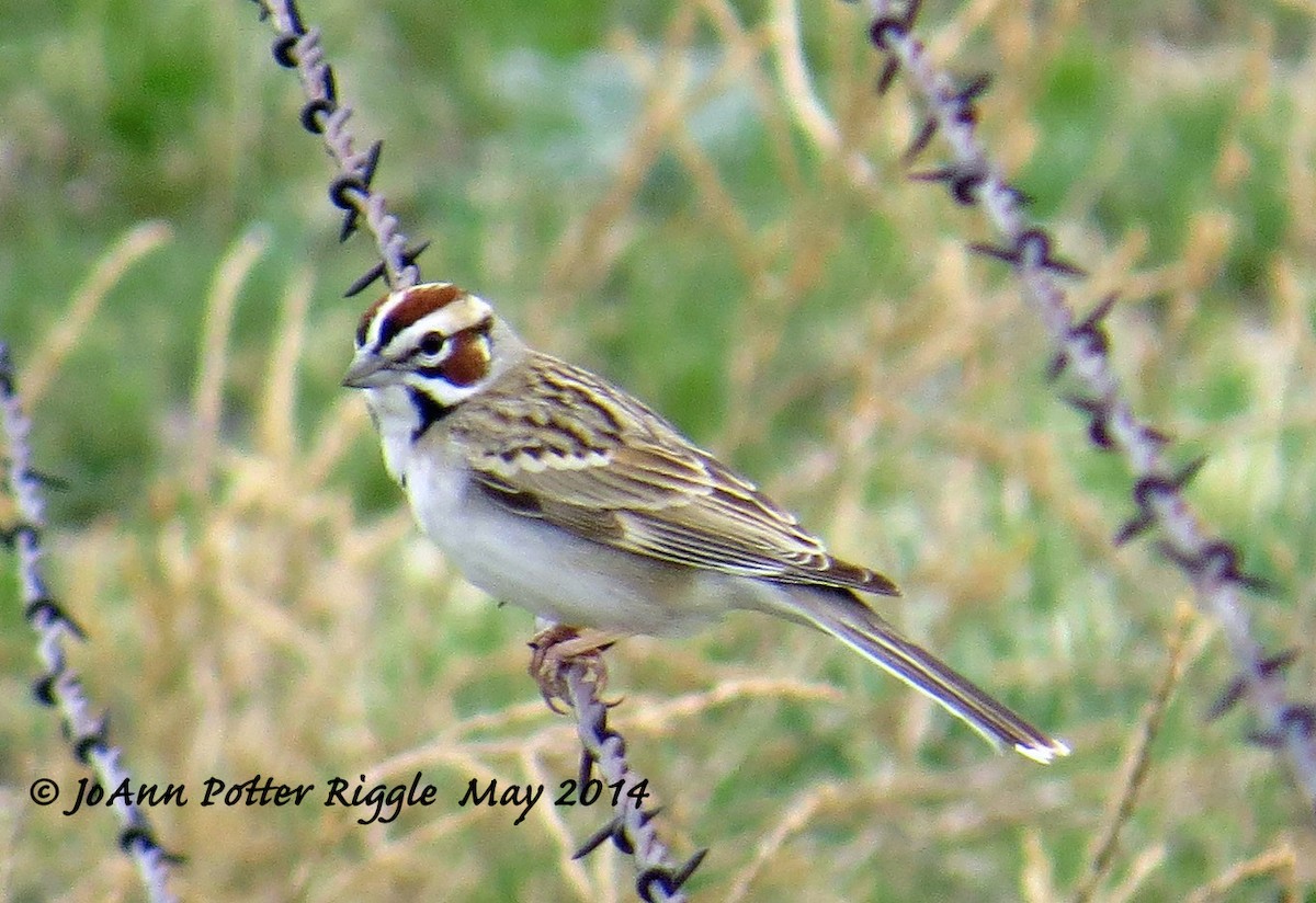 Lark Sparrow - ML46497331