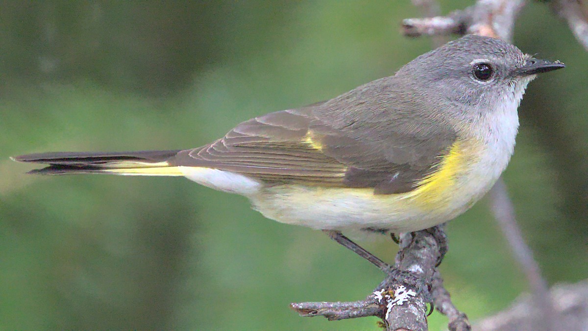 American Redstart - James Zuelow