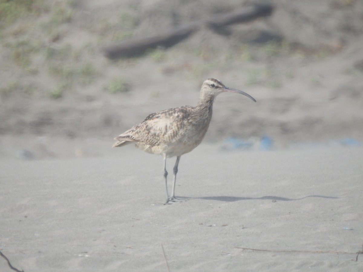 Whimbrel - ML464973751