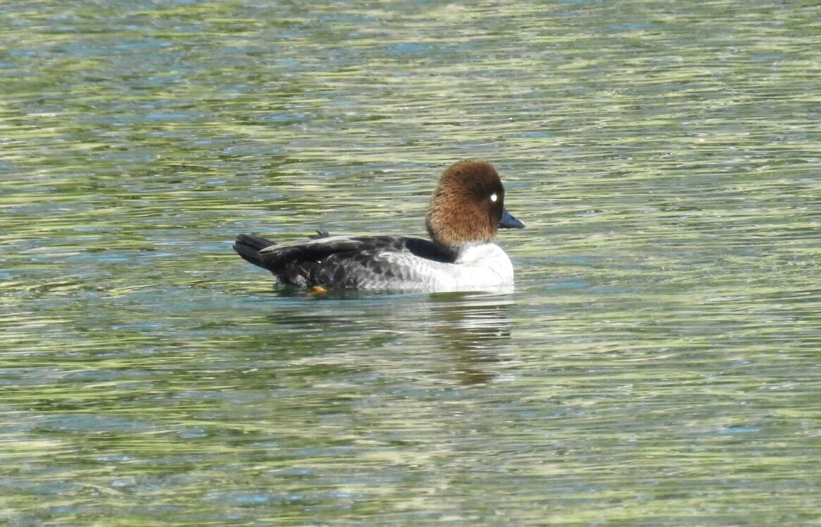 Common Goldeneye - ML46497391