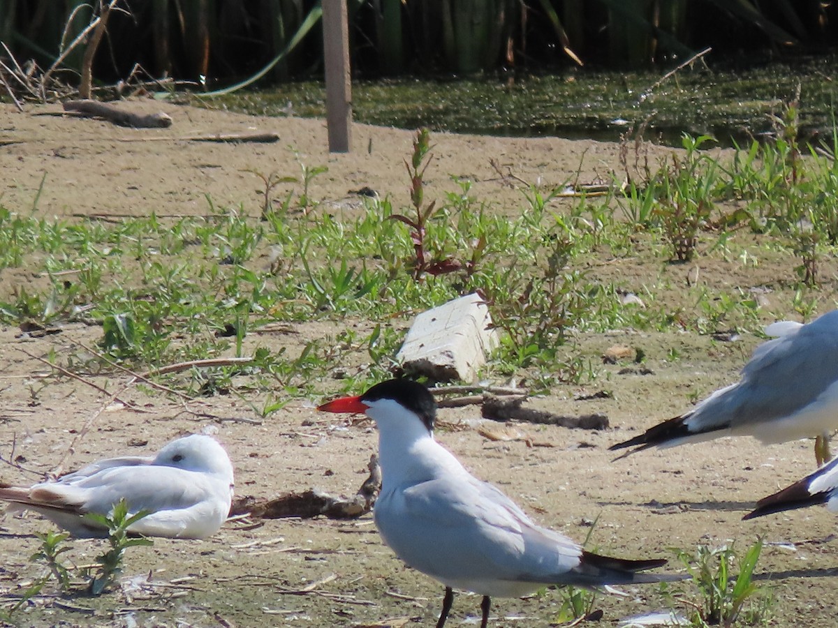 Caspian Tern - ML464974981