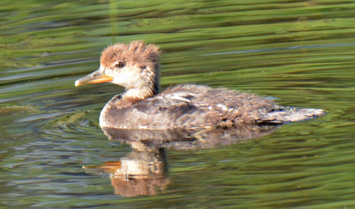 Hooded Merganser - Michael J Good